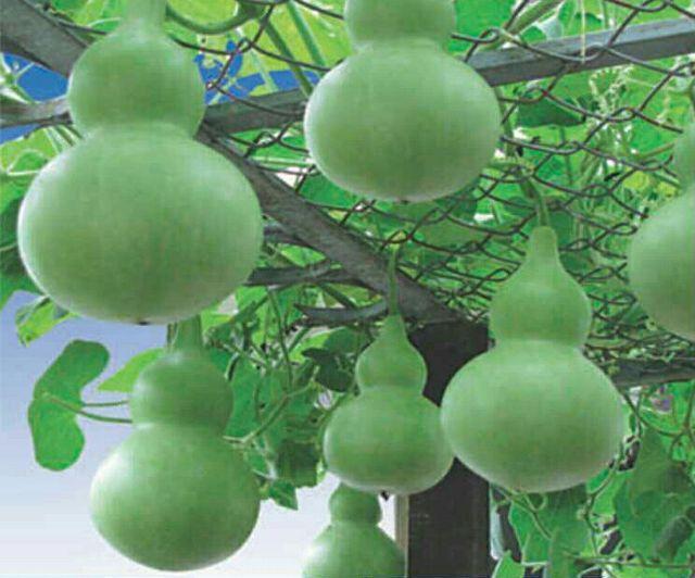 Hạt Giống Bầu Hồ Lô Quả To - 10 Hạt