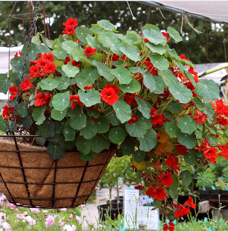 Hạt giống Hoa sen cạn Mix – Gói 15 hạt