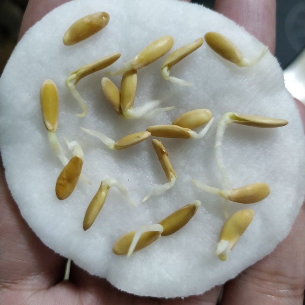 Hạt Giống Dưa Chuột Rắn Armenian Siêu Dài