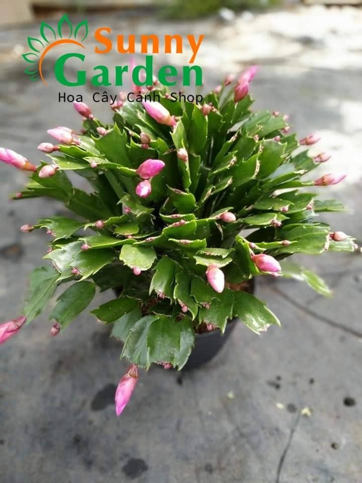 Cây Lan Càng Cua (Cây Tiểu Quỳnh) - Cây Cảnh