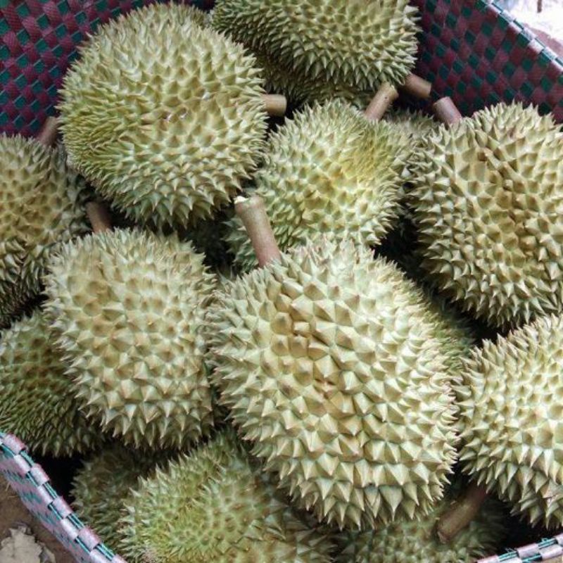 Cây giống sầu riêng musang king – sầu riêng malaysia giống ghép