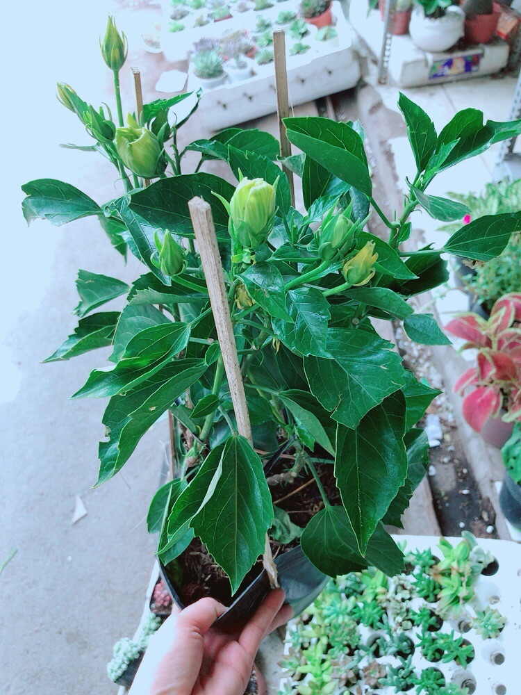 Chậu hoa dâm bụt vàng kép