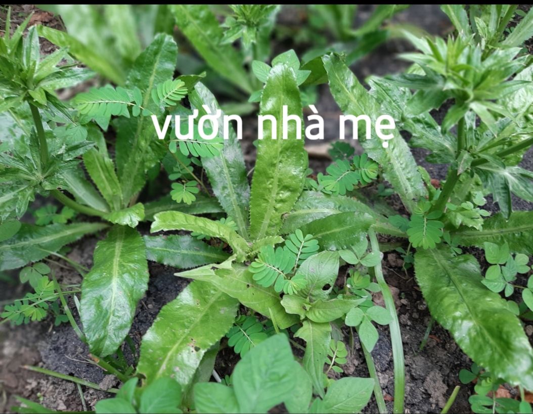 chậu 3 cây gia vị ngò gai ( ngò tàu)