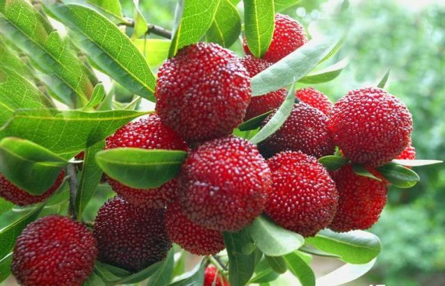Cây giống thanh mai tặng 2 cây chè xanh