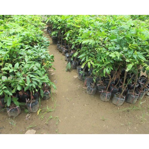 ( Cây ăn quả)NHÃN LỒNG SỚM