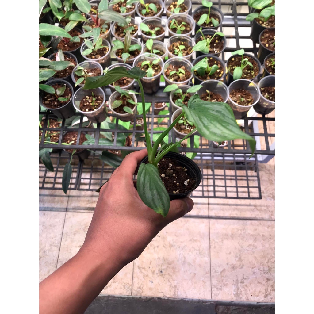 (RẺ  SÀN) Philodendron Mamei Silver Cloud