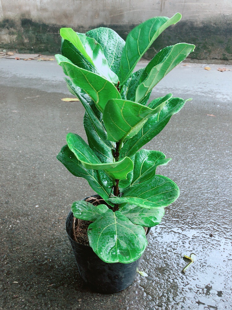 Cây Bàng Singapore Cao 55cm