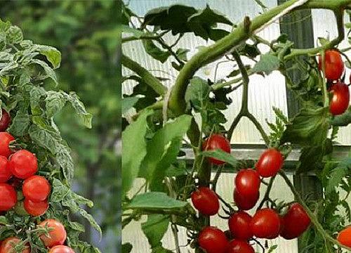 Hạt Giống Cà Chua Bi Đỏ