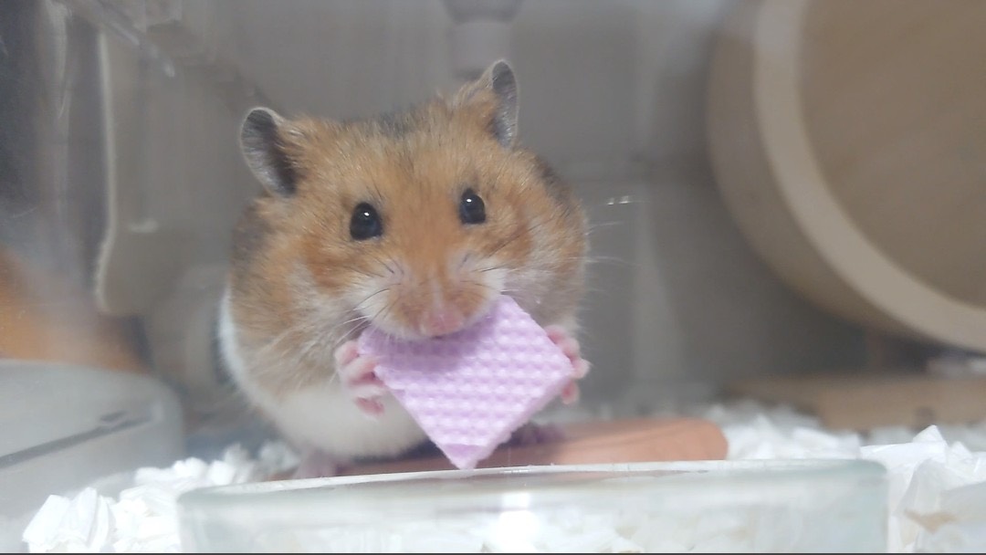 Bánh Xốp Dinh Dưỡng Cho Hamster (3 Bánh) - [Nông Trại Thú Cưng]