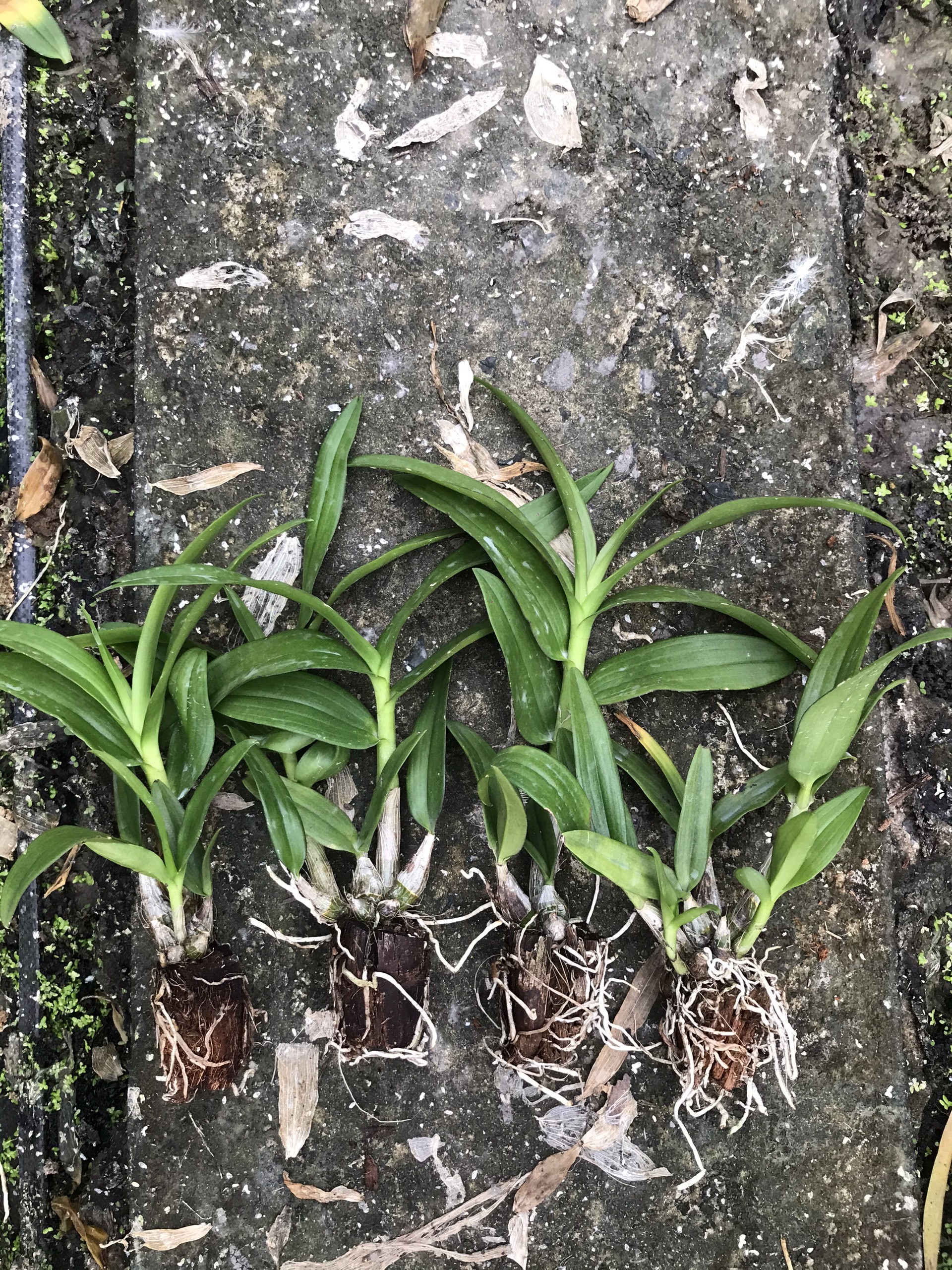 Mini Yaya cây giống