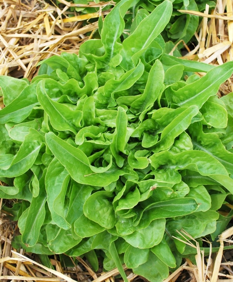 Hạt Giống Xà Lách Sồi Xanh (Oakleaf) Chịu Nhiệt Tốt, Trồng Quanh Năm