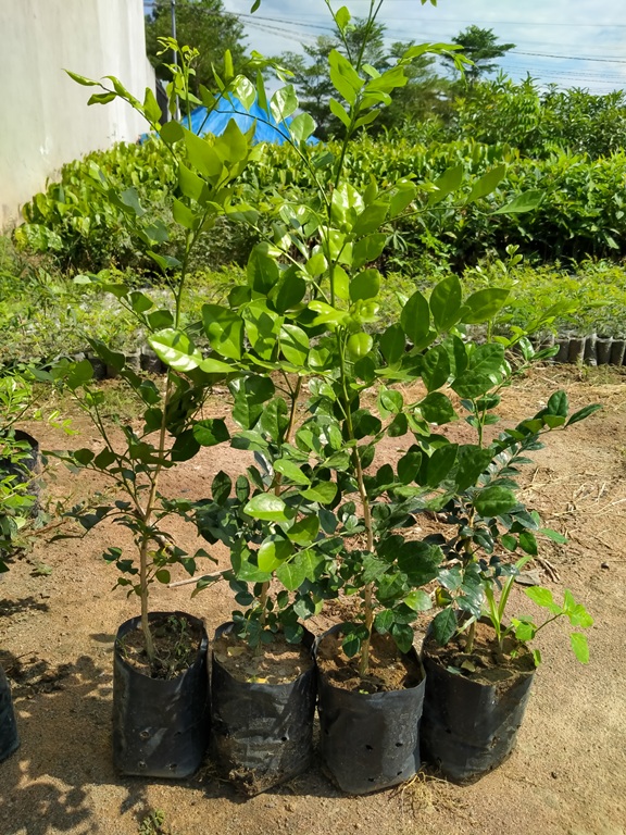 COMBO 2 Cây nguyệt quế bông chùm