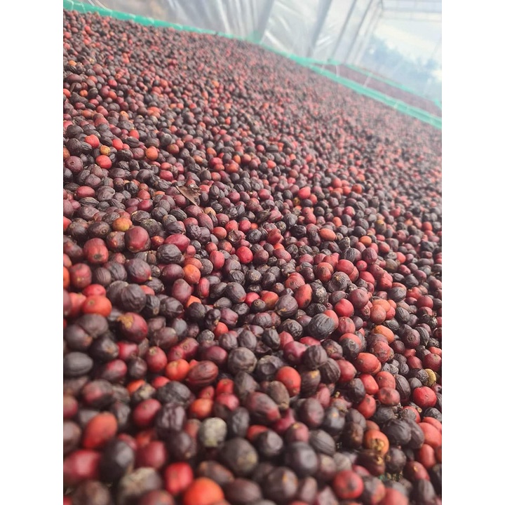 Cà phê nhân sống Arabica 500gr (Hàng chất lượng cao)