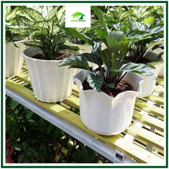 Combo 5 chậu cây cảnh khía tròn 1 tấc 8