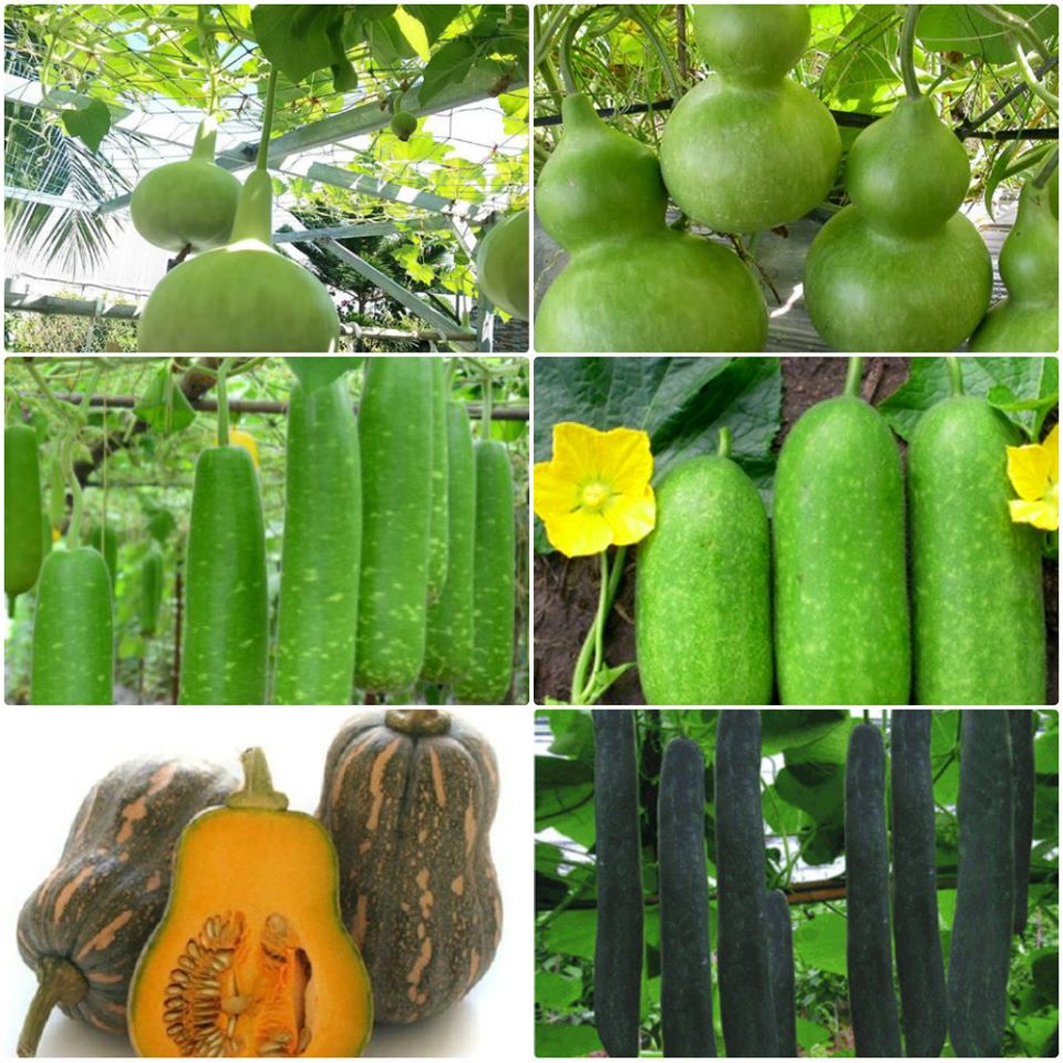 Combo 5 gói hạt giống bầu bí dễ trồng(Bầu hồ lô- Bầu sao- Bí đao- Bí hạt đậu- Bí sặt)-(TẶNG gói kích thích hỗ trợ hạt nảy mầm)