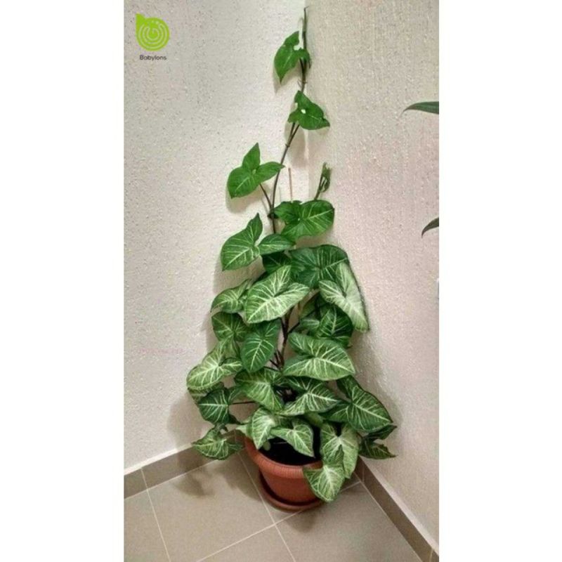 🍀Cây trầu bà lá trắng, cây Tróc bạc ( thủy sinh được)