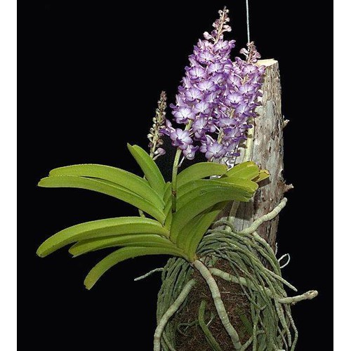 com bo 5 lan hải yến