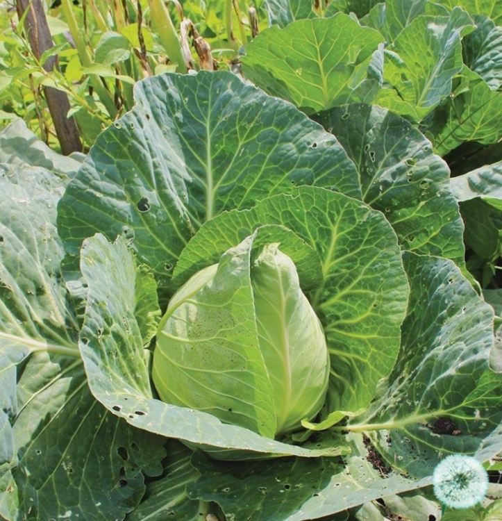 Hạt giống bắp cải xanh trái tim - gói  30 hạt