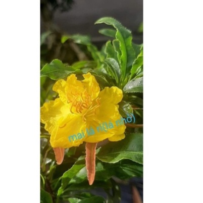 Chuyên cây giống--- Cây mai cúc lá rí