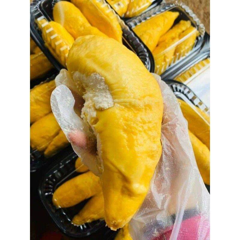 Cây giống Sầu Riêng Musang king ( Giống chuẩn F1, cho Trái siêu sớm).