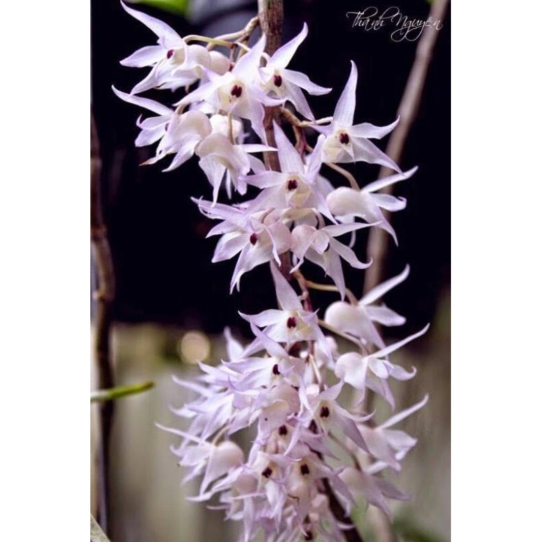 hoa phong lan hoàng thảo hương vani