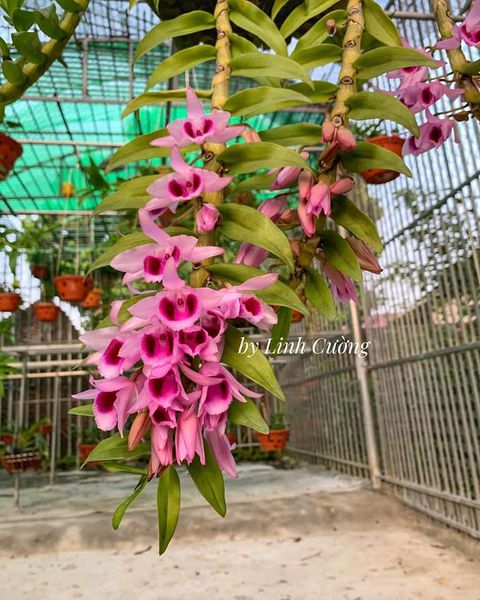 Hoa lan phi điệp - tre tím nối ngọn yên lập( cao 20cm,rễ khỏe)
