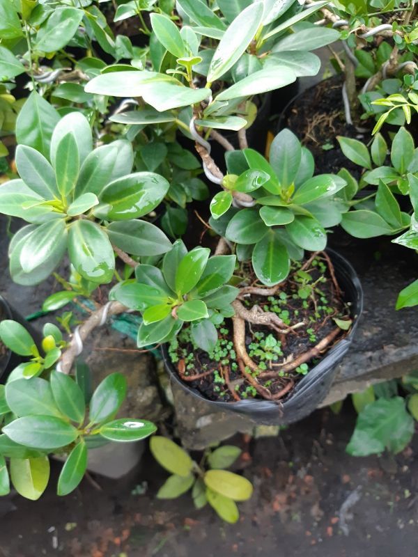 cây da nhật RỄ XOẮN ĐẸP