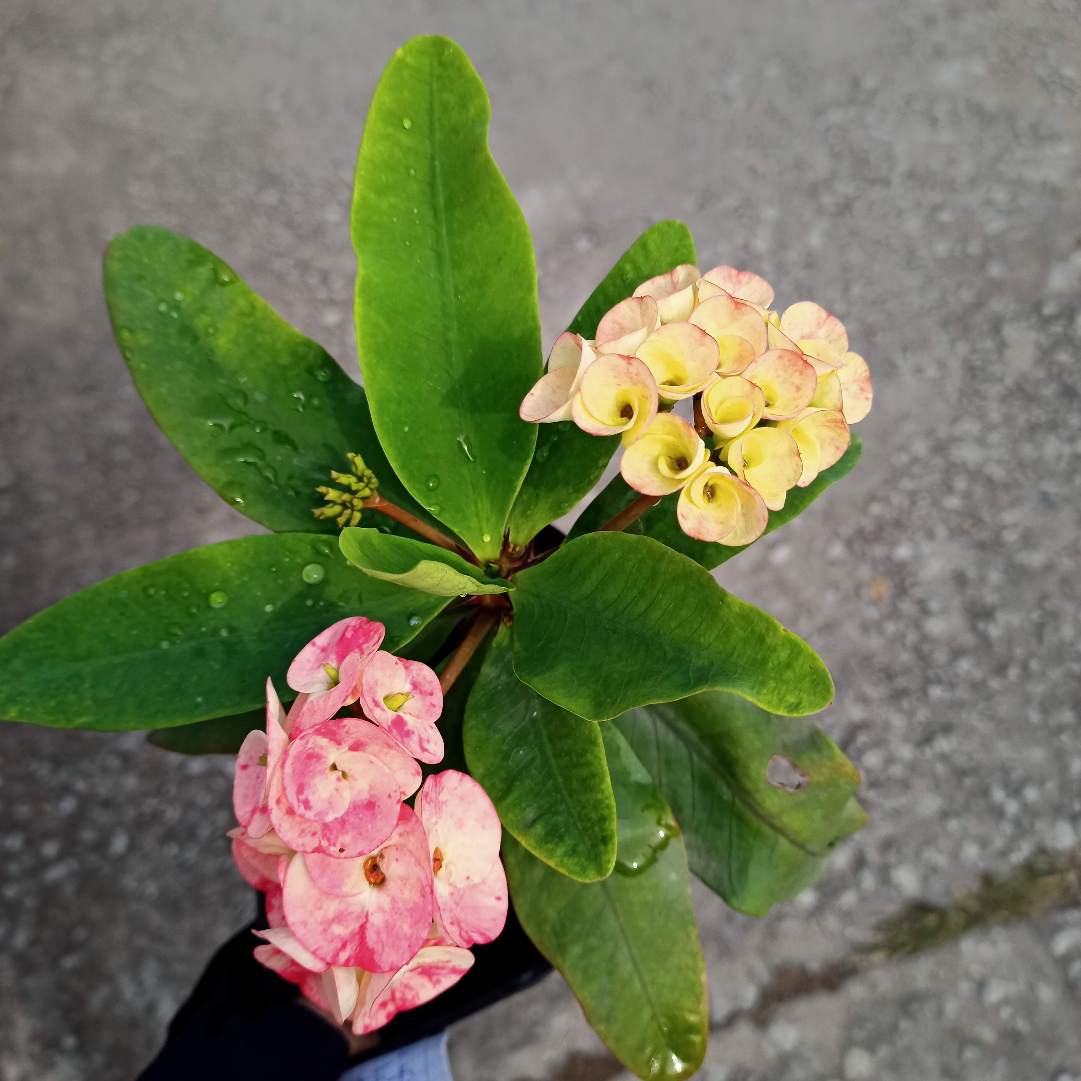 Cây giống xương rồng Bát Tiên, hoa Bát Tiên, hoa Mão Gai - Summer Garden