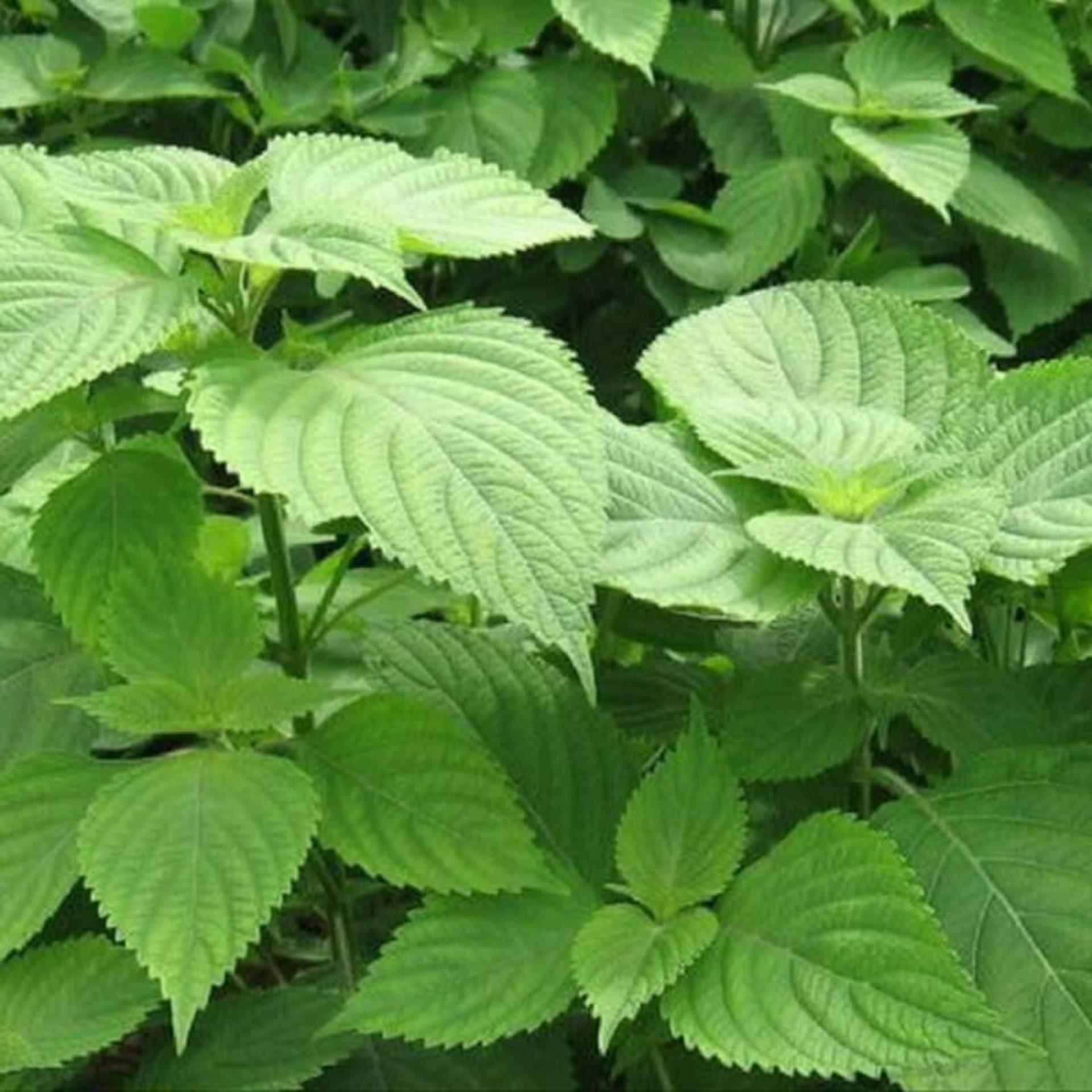 1g Hạt giống Rau kinh giới