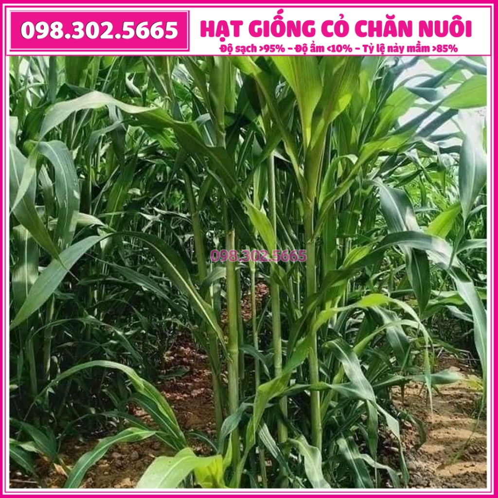 Hạt giống cỏ VOI LAI- cỏ chăn nuôi gói 500g