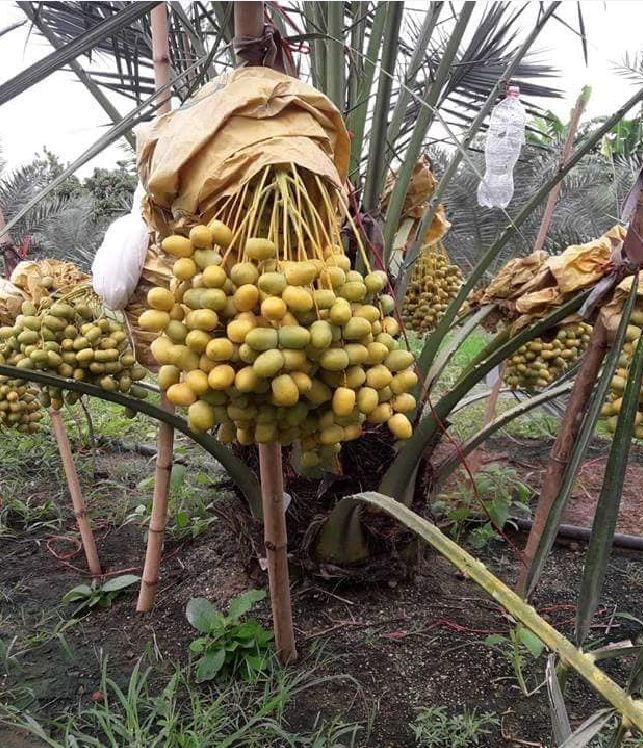 "Gói 10 "Hạt giống cây chà là Israel [Seeds]