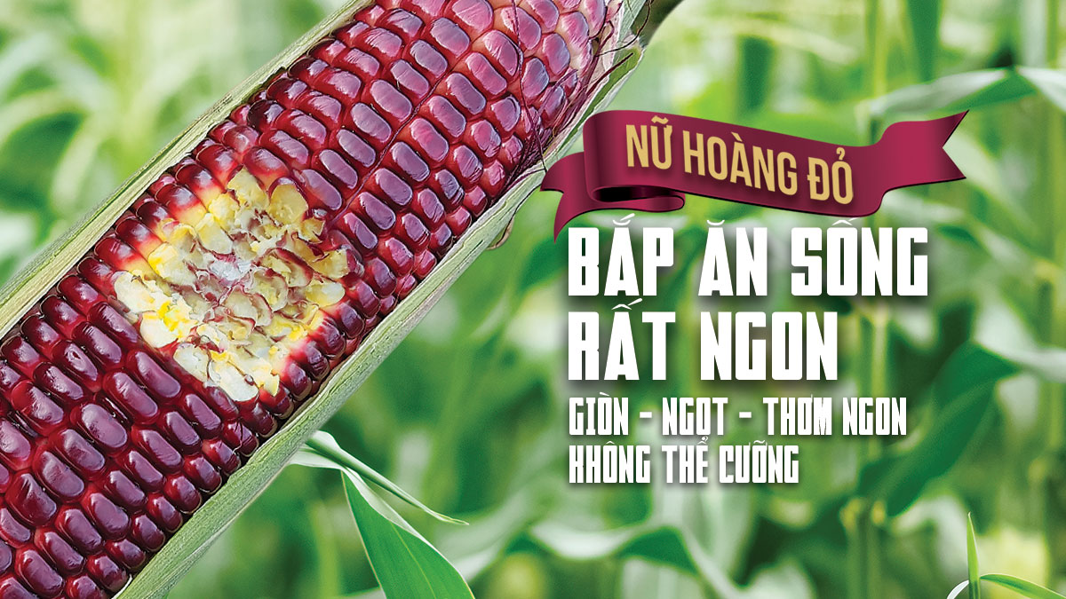 Hạt giống bắp ngọt Nữ Hoàng Đỏ Nova 50 hạt