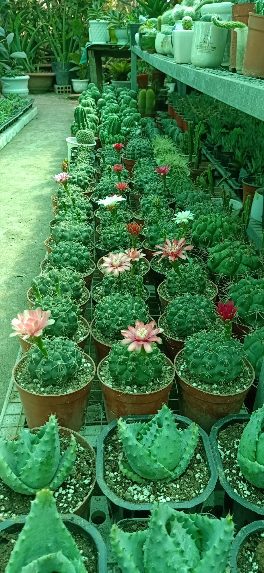 xương rồng thần long 3-4cm