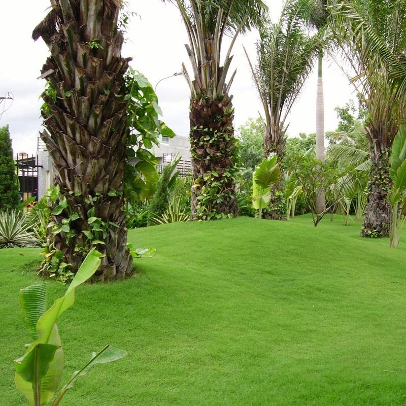 Zoysia japonoca seeds - Sale Off