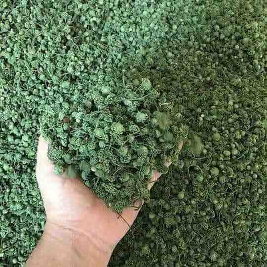 1kg nụ hoa tam thất bao tử