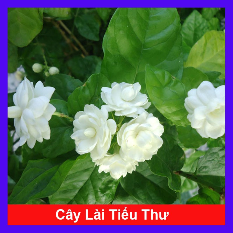 Cây lài tiểu thư hoa thơm - cây dành dành - cây cảnh trong nhà - caykiengsadec