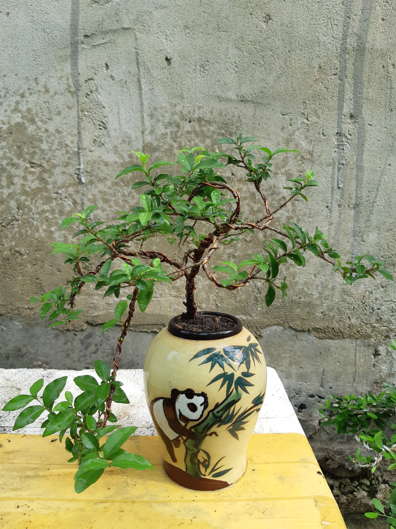 mai hồng ngọc bonsai CHẬU KIỂU