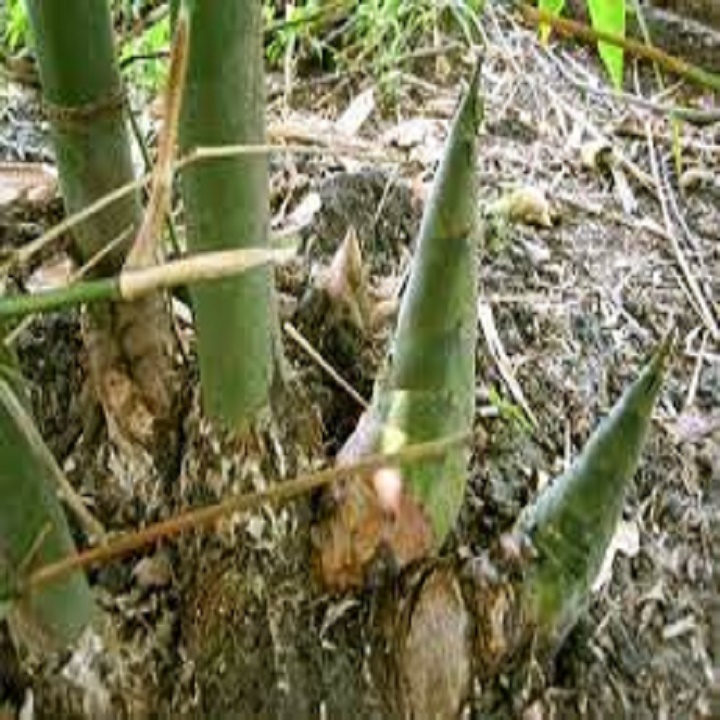 Bầu cây giống cây măng tre tứ quý