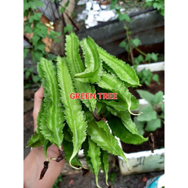 Cây giống đậu rồng xanh(rất sai trái) bầu 3 cây