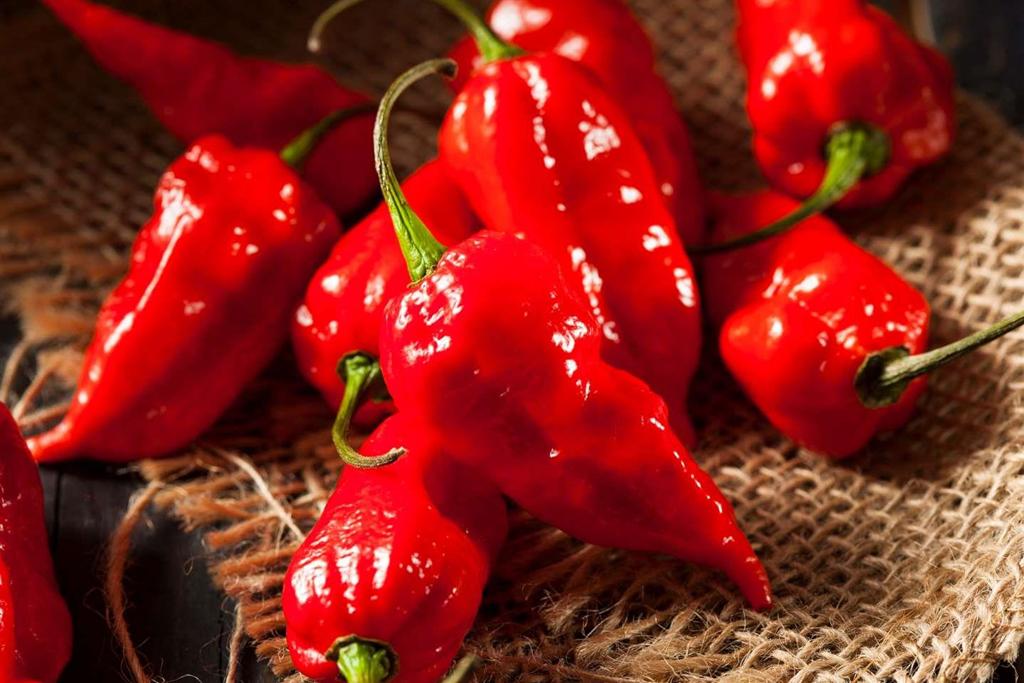 HAT GIỐNG ỚT SIÊU CAY HANABERO ĐỎ - HG NGA