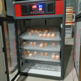 máy ấp 300 trứng tự động-đảo trứng -phun sương tạo ẩm -cấp nc tự động thumbnail