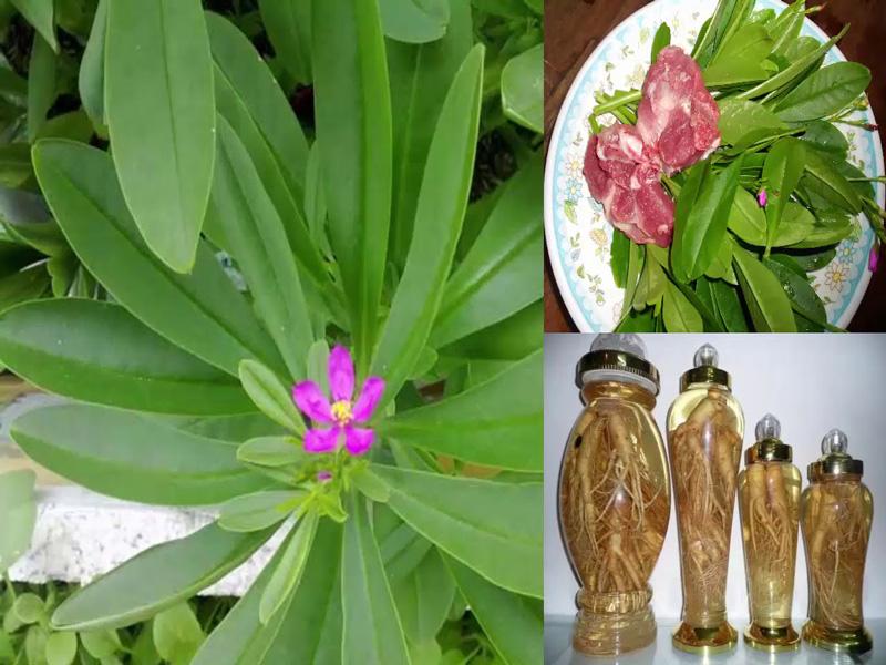 "Gói 15 Hạt " Hạt Giống Sâm Đất ( Thổ Sâm )