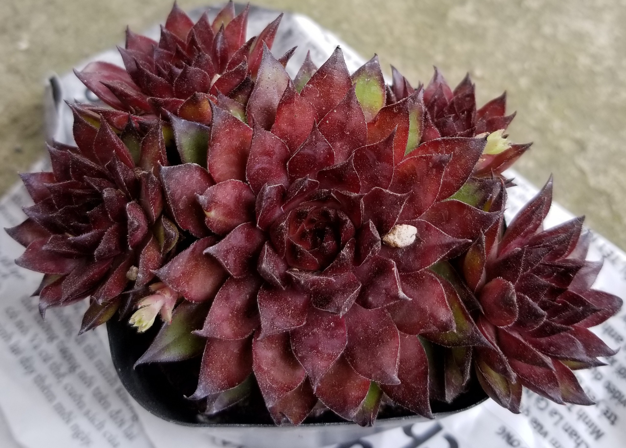 Sen đá phật bà đỏ hỏa tâm