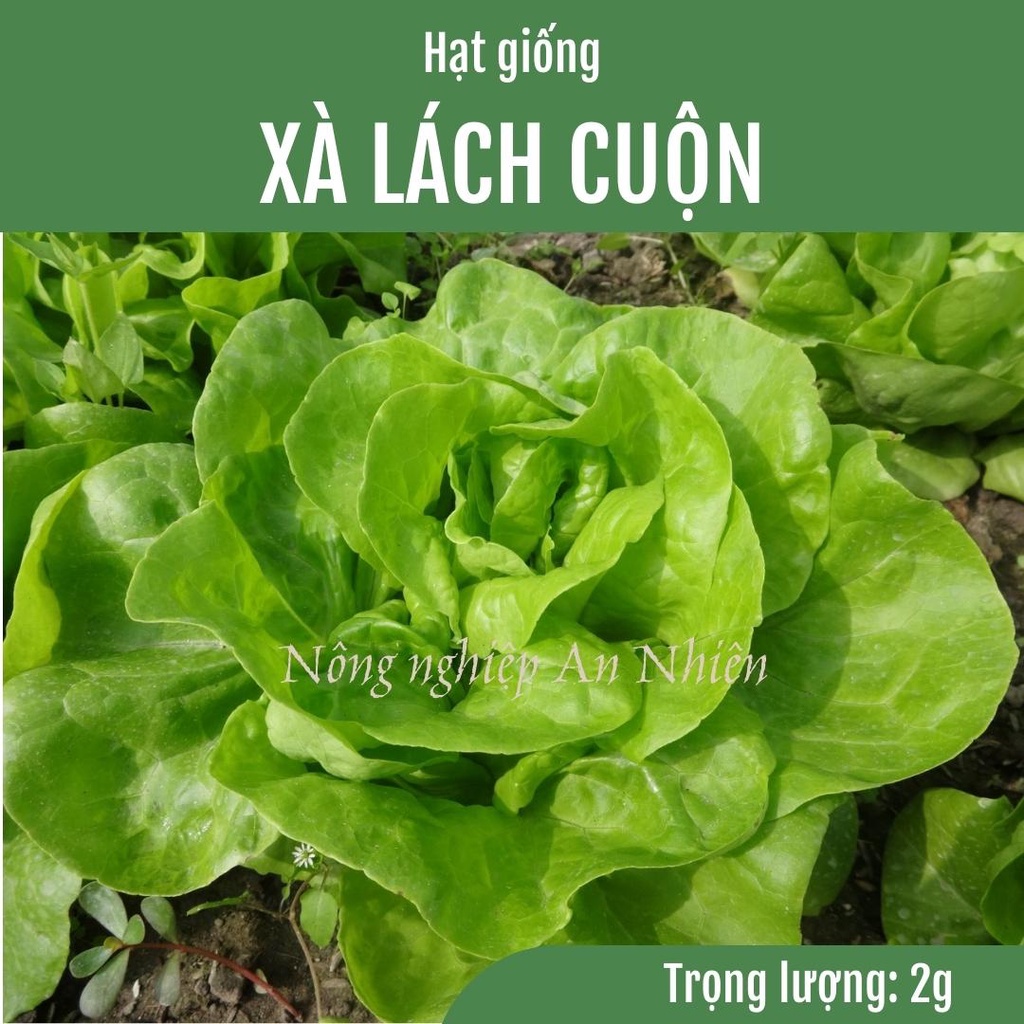 2g Giống xà lách đăm, xà lách cuộn, xà lách cuốn, xà lách búp