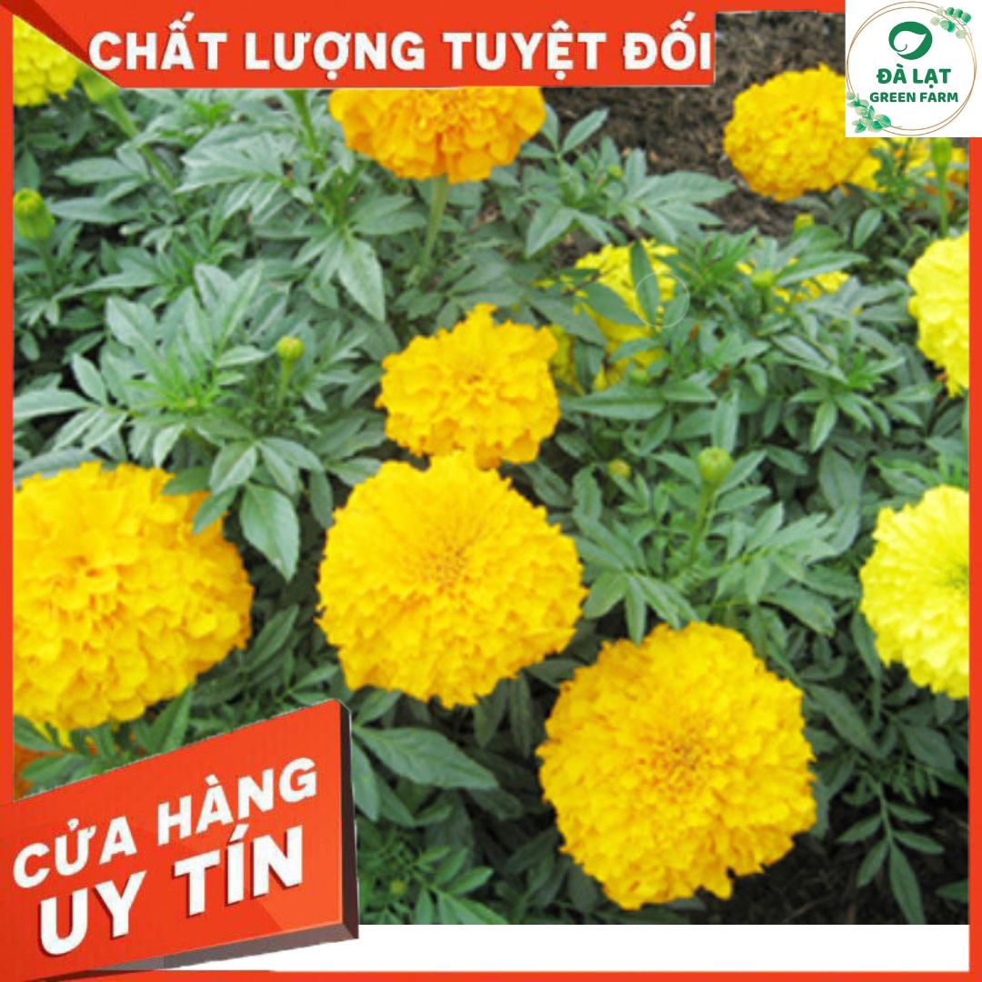 50H_HẠT GIỐNG CÚC VẠN THỌ MỸ(NẢY MẦM CỰC CHUẨN)