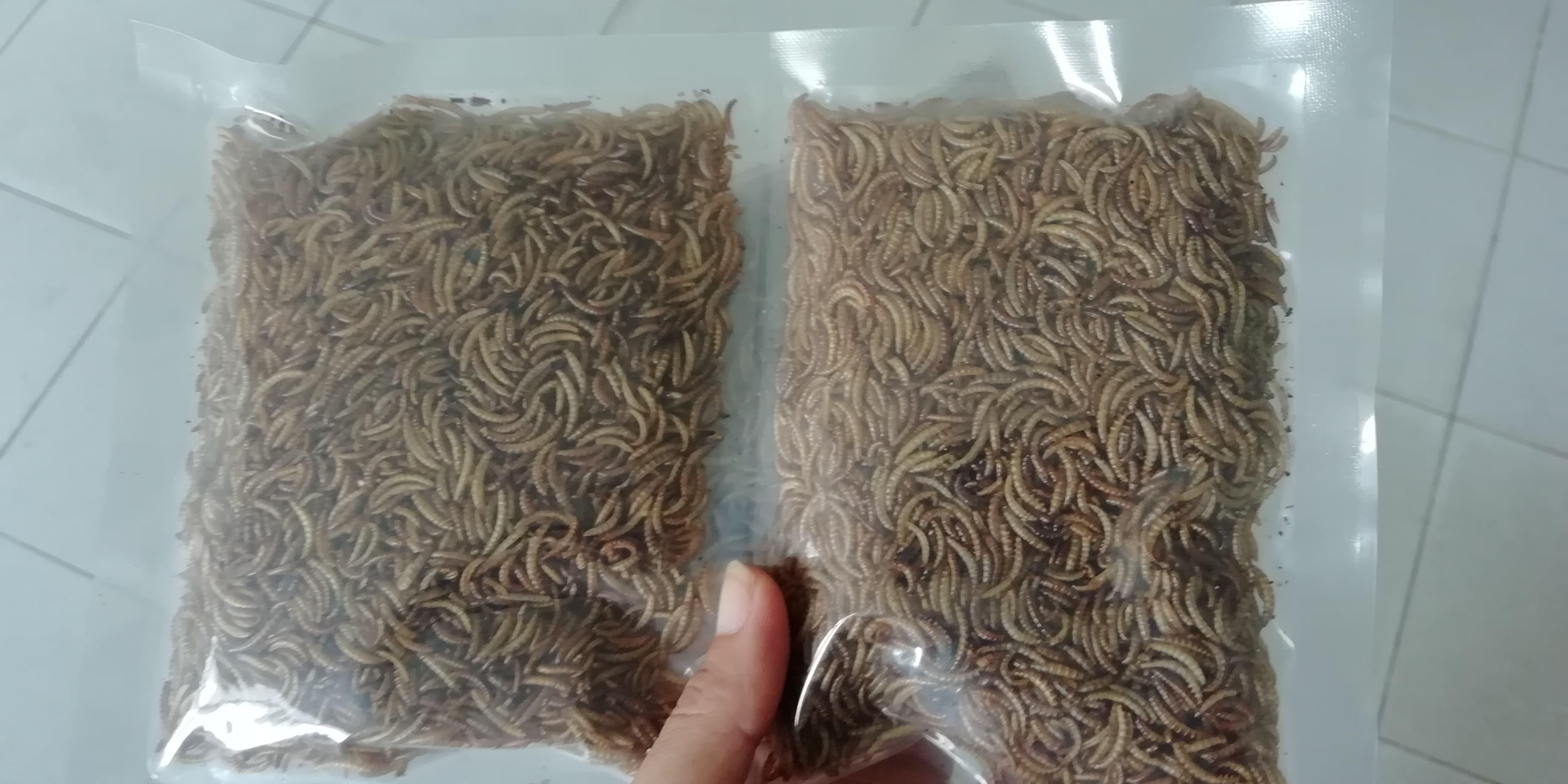 Sâu khô