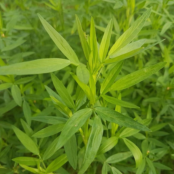 (100g), Giống cỏ Stylo - giàu dinh dưỡng
