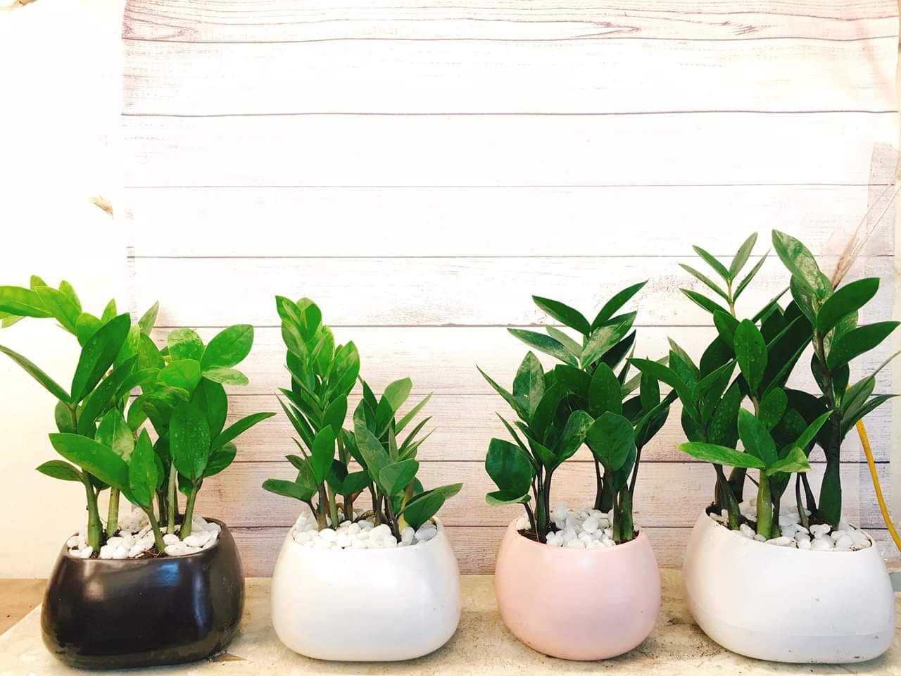cây kim tiền TẶNG CHẬU