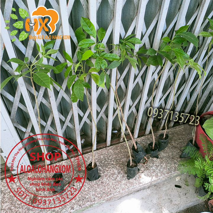 combo 5 cây kèn hồng cây giống