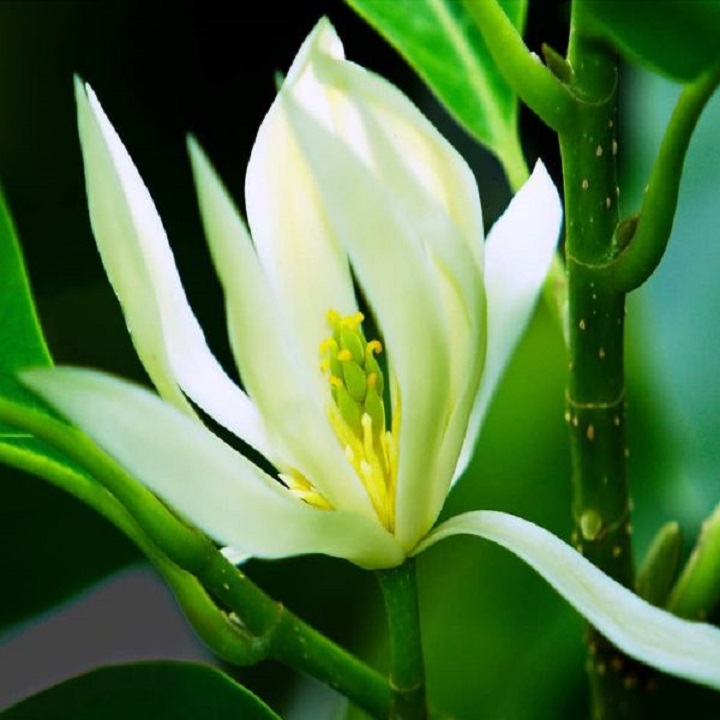 Chậu cây NGỌC LAN TRẮNG, sắp hoa, đã ra hoa